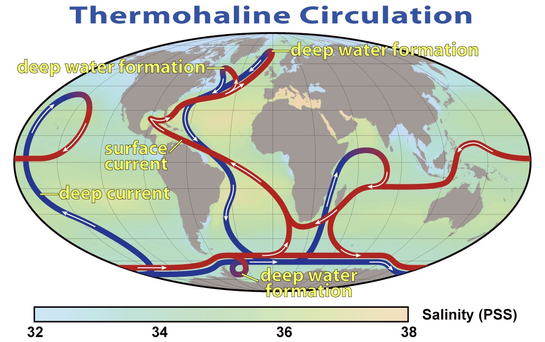 World map showing the global thermohaline circulation as a loop of red warm-surface currents and blue cold-deep currents. The map labels three regions where surface water sinks to depth: the subpolar North Atlantic south of Greenland, the Norwegian and Labrador Seas, and the Southern Ocean around Antarctica.